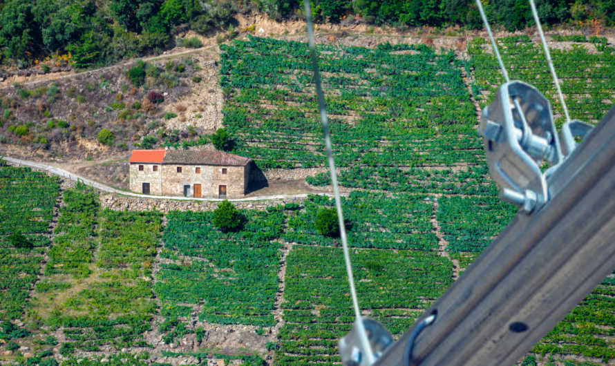 Postes de Viña y Accesorios en la Ribeira Sacra